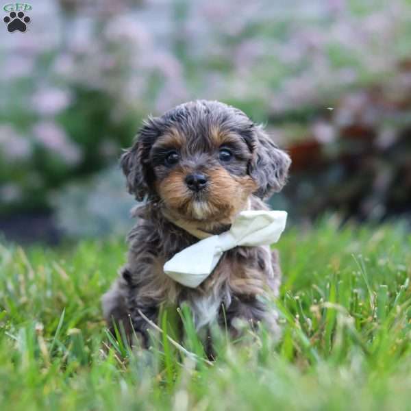 Alfie, Cavapoo Puppy